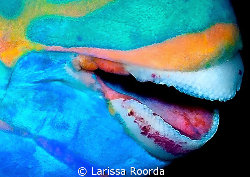 Colors by Larissa Roorda 
