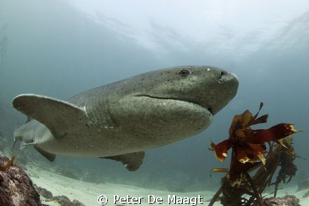 Sevengill shark at Simon’s Town by Peter De Maagt 