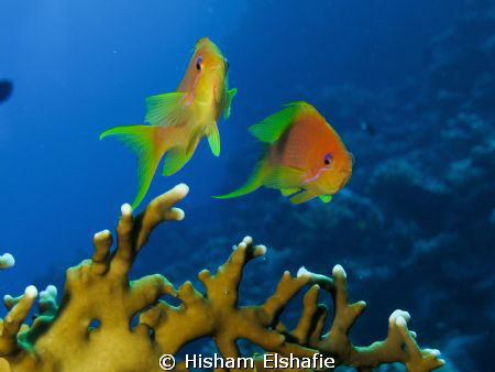 Red Sea by Hisham Elshafie 