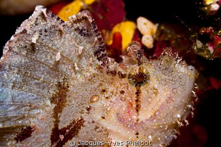 Canon G9 + Dyron Close-Up Lens + Sea&Sea YS-110a Strobe by Jacques-Yves Phelipot 