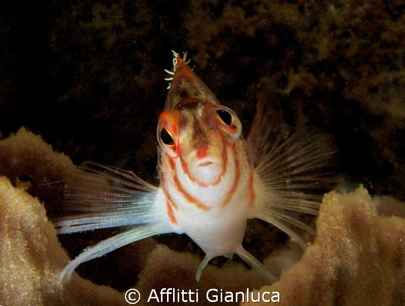 face close-up by Afflitti Gianluca 
