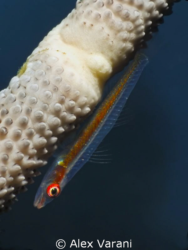 Bryaninops cf. loki on whip coral by Alex Varani 