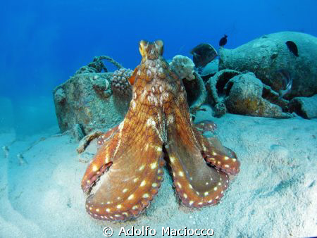 Octopus showing off by Adolfo Maciocco 