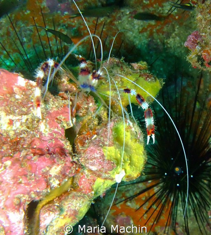 Banded Shrimp at Koh Bon Similans by Maria Machin 