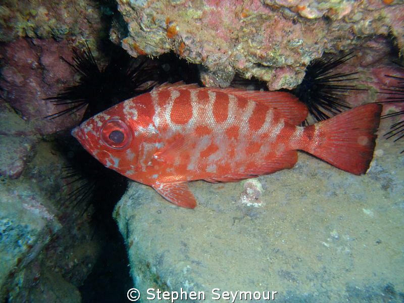 Glass eye Fish by Stephen Seymour 