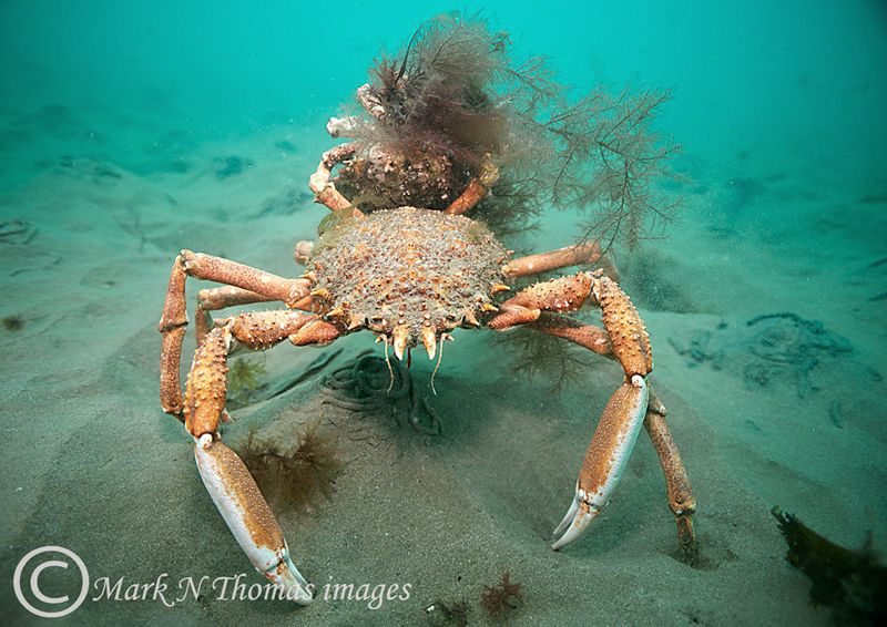 Spiny spider crabs - large male holding smaller female wi... by Mark Thomas 