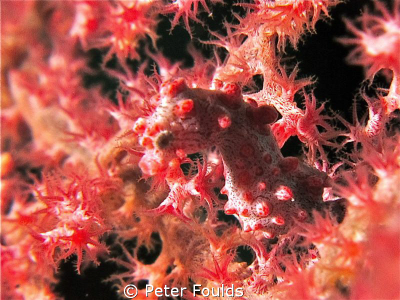 Bargibanti Pygmy Sea Horse.Dive Site Star Ship at Wakatobi. by Peter Foulds 