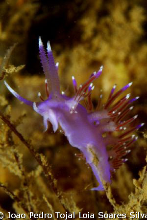 Flabellina affinis shot aprox. 20m deep in Algarve, Portu... by Joao Pedro Tojal Loia Soares Silva 