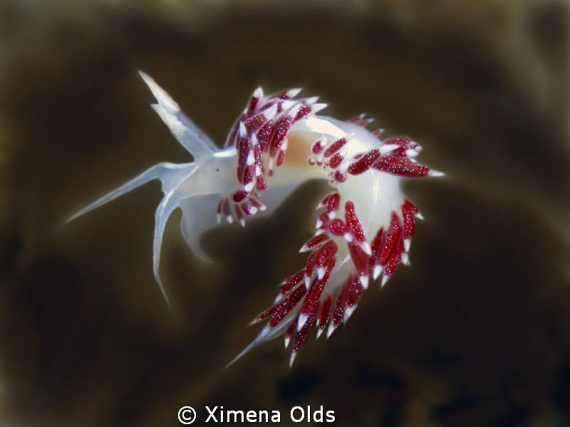 Lady Flabellina (F. Dushia) Olympus SP 350 by Ximena Olds 