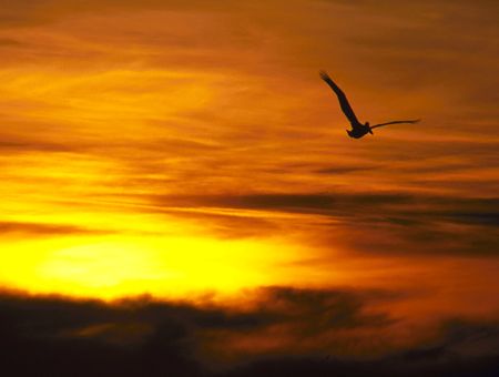 Brown Pelican off Malibu, CA (Nikon F4, 200-400 zoom, Sli... by Andrew Dawson 