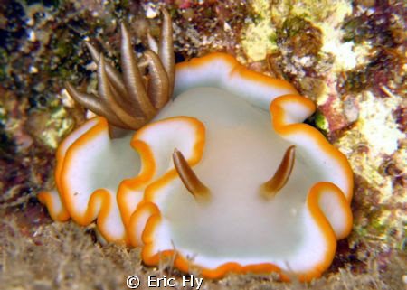 Glossidoris cf electra by Eric Fly 