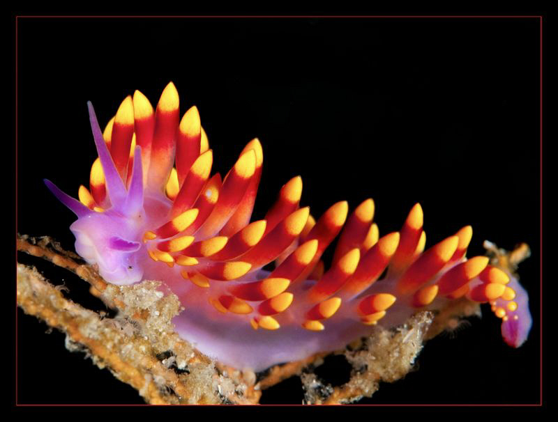 Trinchesia Sibogae by Charles Wright 