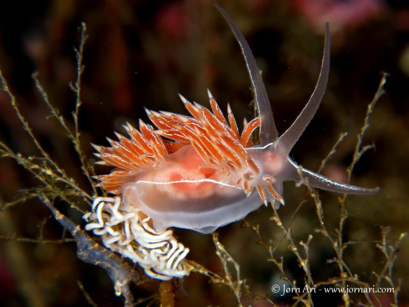 Flabellina lineata by Jorn Ari 