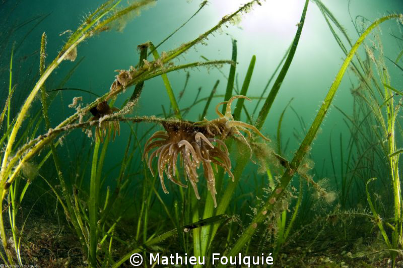 eelgrass meadow. Thau lagoon. France by Mathieu Foulquié 