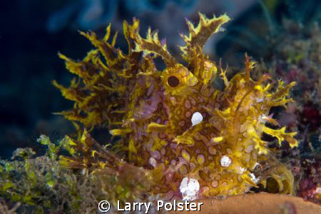 Library shot from 2009 trip to Ambon in the Banda Sea. Re... by Larry Polster 