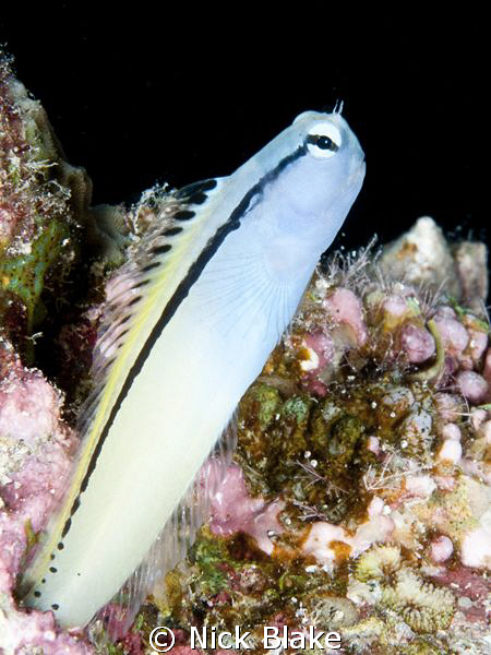 Blackline Blenny, Red Sea. by Nick Blake 