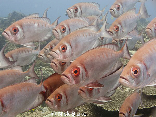 A passing shoal, Maldives. by Nick Blake 