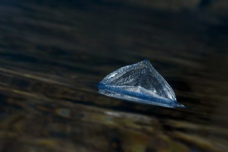 "BY - THE - WIND SAILOR" it's called this small ( about 4... by Roland Bach 