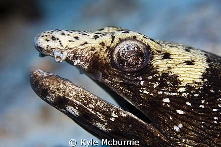Canon 40d/ Ikelite housing with 60mm macro lens.
Shot of... by Kyle Mcburnie 