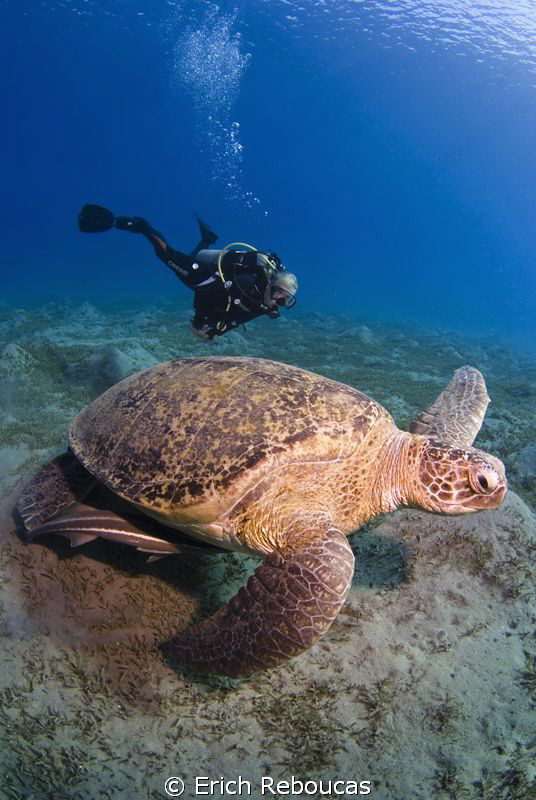 If you were a turtle, that would be your grandma :)) by Erich Reboucas 