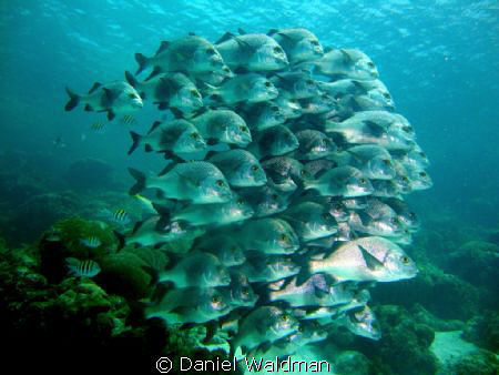 Margay Snapper and Sargent Major taken at Hol Chan Marine... by Daniel Waldman 