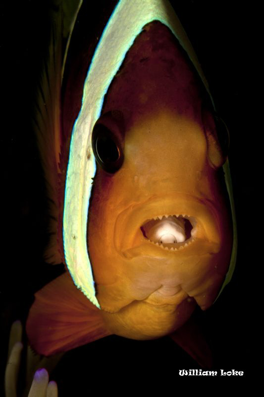 Tongue-Eating Louse (Cymothoa exigua) on Clark's Anemone ... by William Loke 