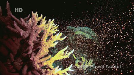 White Xmas
Taken with Sony HDCAM, GBR, Australia by Pawel Achtel 
