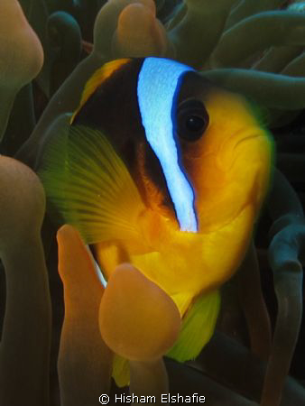 Clone fish, taken with Canon G12 Camira by Hisham Elshafie 