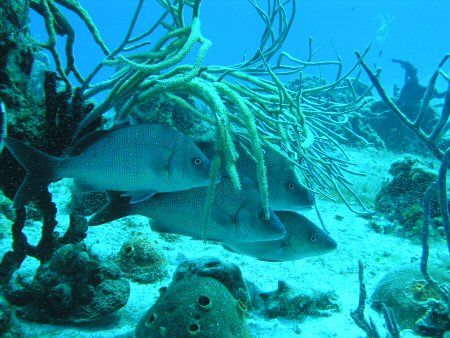 This little group was taken on the dive site called Punta... by Mike Loizos 
