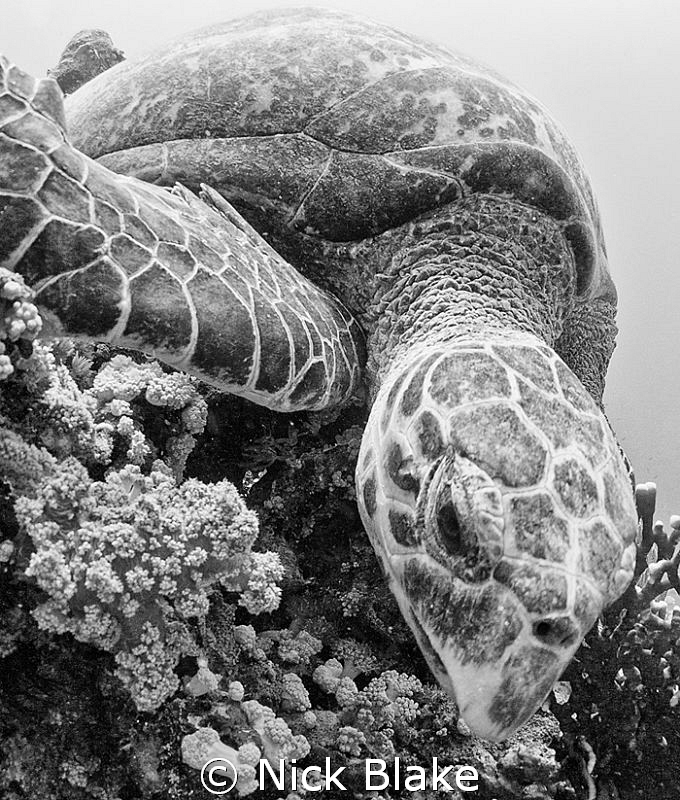 Turtle photographed at Jackson reef, Red Sea by Nick Blake 