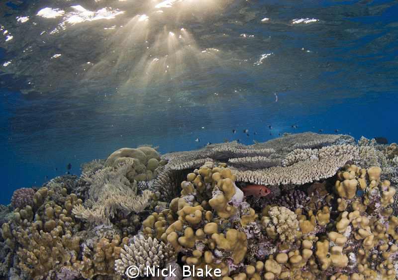 Dappled light over the reef at sunset in the Red Sea. by Nick Blake 
