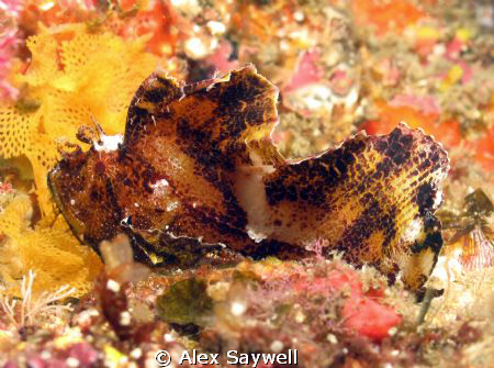Great Camouflage, Canon G10 DS51 by Alex Saywell 