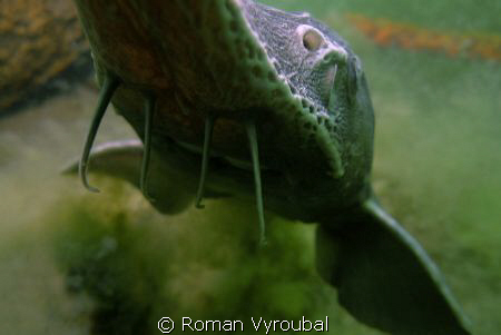 contact Sturgeon
 by Roman Vyroubal 