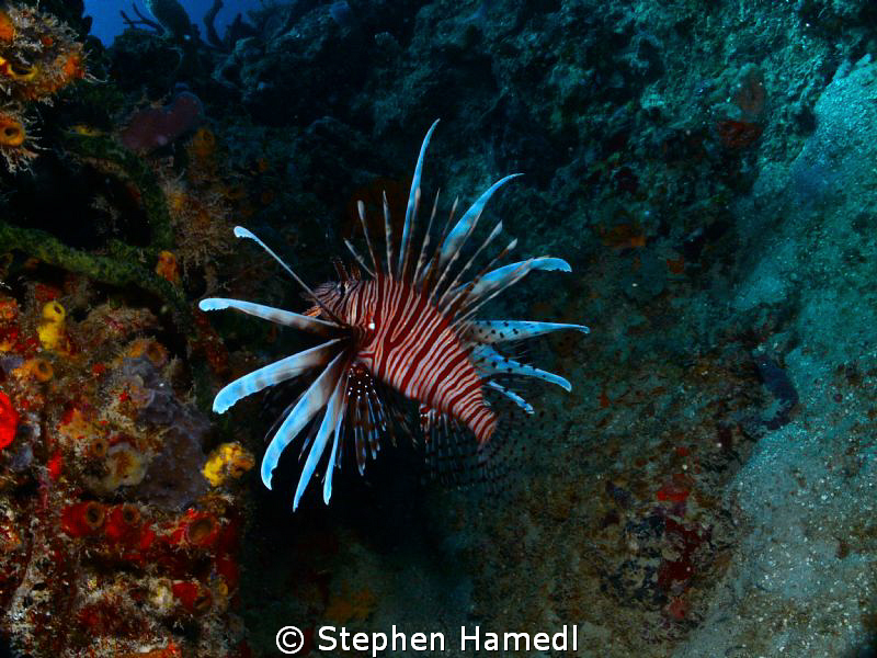 Lionfish by Stephen Hamedl 