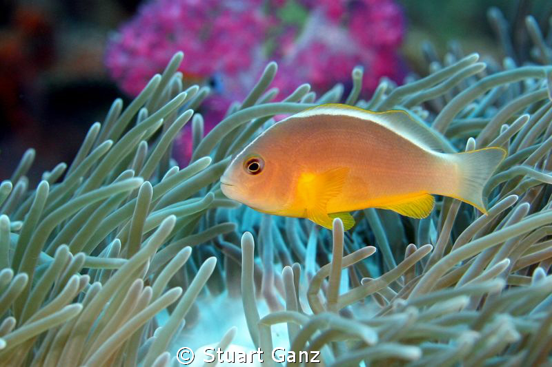 Clown Fish by Stuart Ganz 