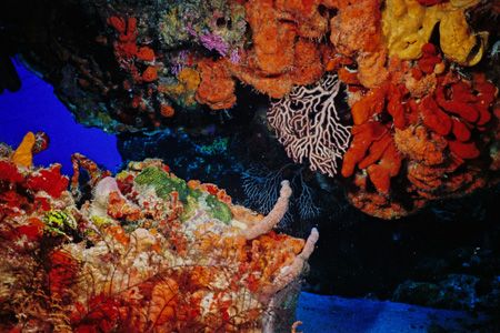 Colors of Cozumel - This was taken with a Sea & Sea MM II... by Michael Shope 