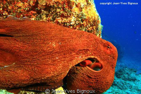 Octupus Mauritius Round Island Mauritius by Australian Je... by Jean-Yves Bignoux 