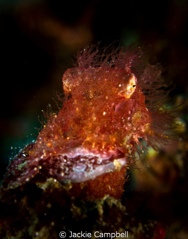 The tiny hairy octopus. This little guy is only about 1.5... by Jackie Campbell 