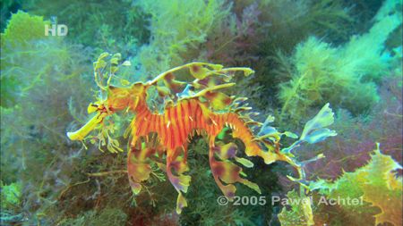 LSD in front of the the higest diversity of kelp and alga... by Pawel Achtel 