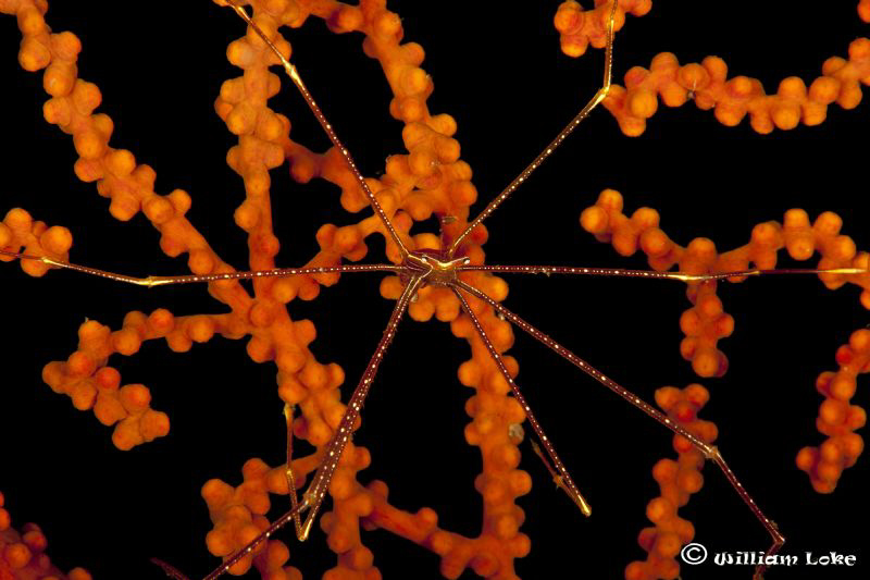 "Standing Guard" (Chirostylus sp.) 
Shot was taken with ... by William Loke 
