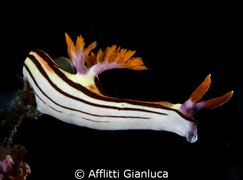 nudibranchia by Afflitti Gianluca 