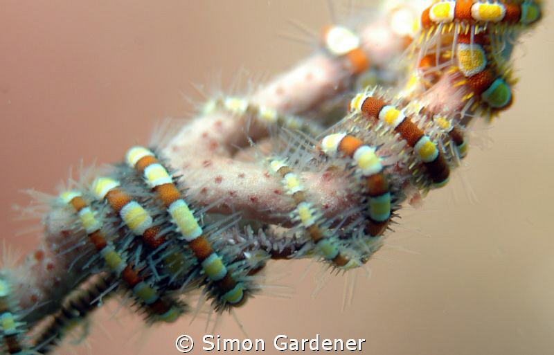 shot with 105mm macro by Simon Gardener 