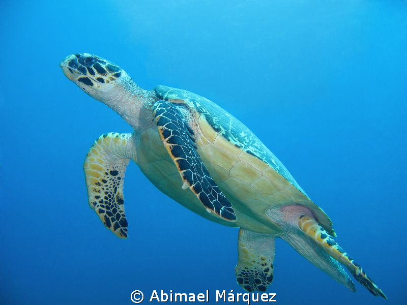 Happy turtle by Abimael Márquez 