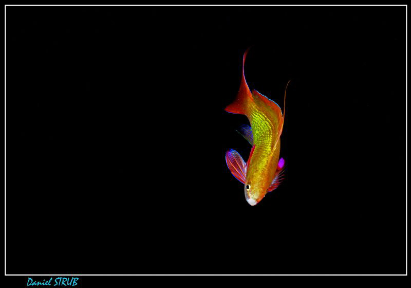 Anthias "à la Mitsch" :-D - sooo beautiful by Daniel Strub 