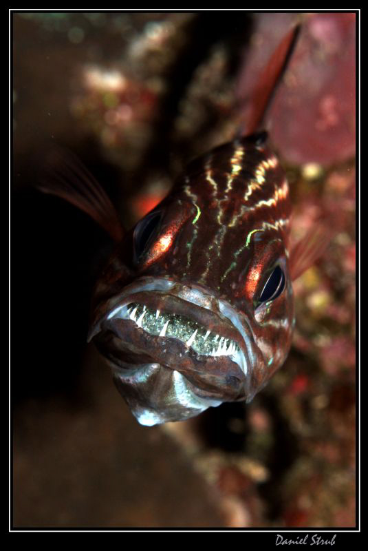 Male tiger cardinalfish (cheliodipterus macrodon) hatchin... by Daniel Strub 