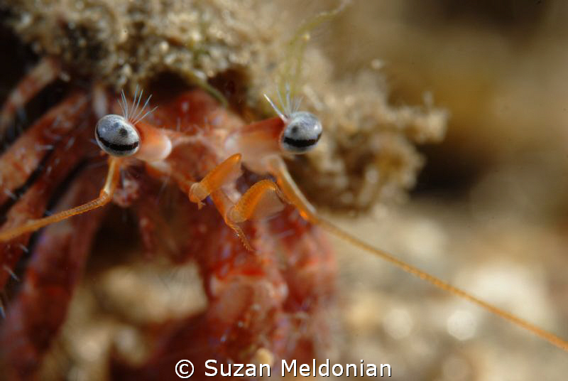 "Look into my eyes..." by Suzan Meldonian 