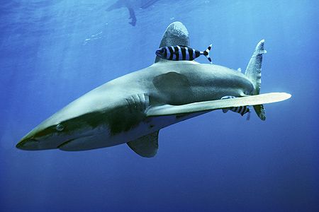 Red Sea-Elphinstone reef-Longimanus-Nik.RS by Manfred Bail 
