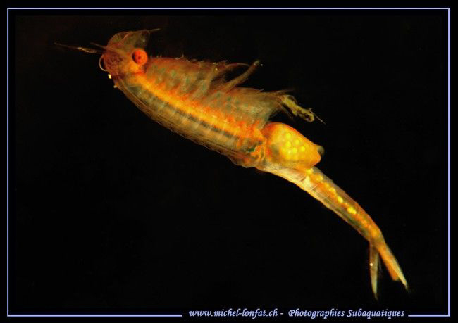 First time encounter with a Siphonophanes grubei (springt... by Michel Lonfat 