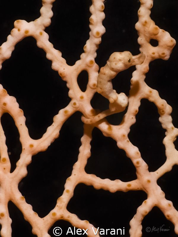 hippocampus bargibanti (sp. orange) by Alex Varani 