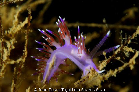 Flabellina affinis feeding, shot with Canon EOS 350D in I... by Joao Pedro Tojal Loia Soares Silva 